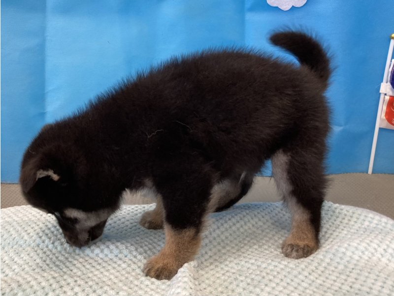 福岡県の柴犬(標準サイズ) (ワンラブペットワイド若松店(FC)/2026年3月2日生まれ/男の子/黒)の子犬の3枚目の画像