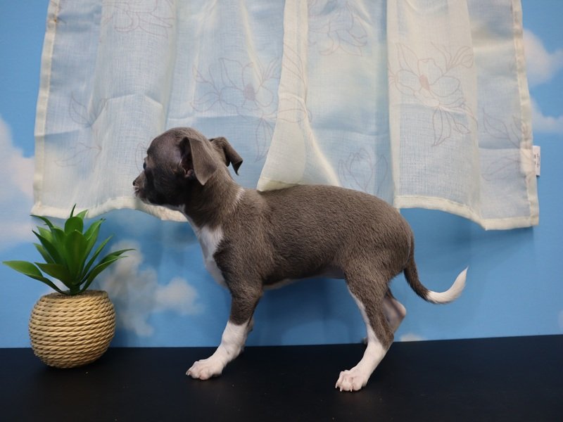 三重県のハーフ犬・ミックス犬 (ワンラブホームセンターバロー久居店(FC)/2026年3月2日生まれ/女の子/ブルーホワイト)の子犬の3枚目の画像