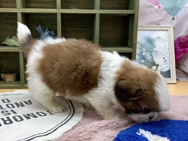 静岡県のシーズー (ワンラブカインズ富士宮小泉店(FC)/2026年3月6日生まれ/男の子/ゴールドホワイト)の子犬の3枚目の画像