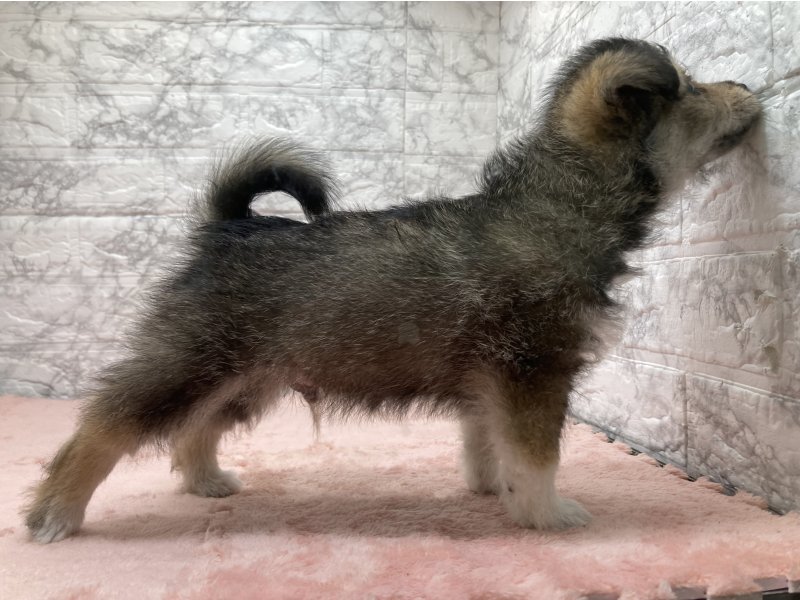 宮崎県のｼﾊﾞﾋﾞｼｮﾝ【柴犬×ﾋﾞｼｮﾝﾌﾘｰｾﾞ】 (ワンラブホームワイドプラス都城店(FC)/2026年4月20日生まれ/男の子/ブラック)の子犬の3枚目の画像