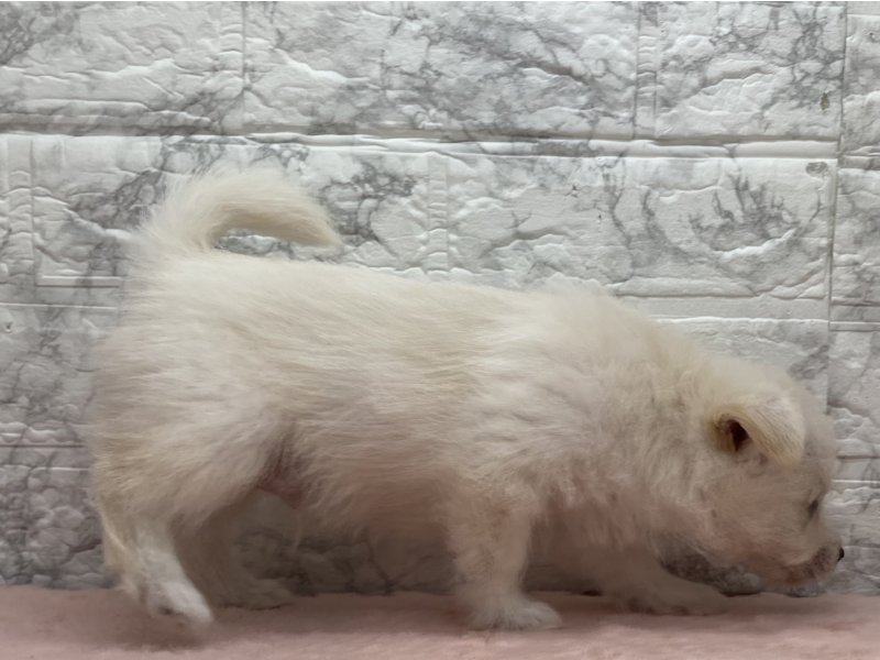 宮崎県のｼﾊﾞﾋﾞｼｮﾝ【柴犬×ﾋﾞｼｮﾝﾌﾘｰｾﾞ】 (ワンラブホームワイドプラス都城店(FC)/2026年4月20日生まれ/男の子/クリーム)の子犬の3枚目の画像
