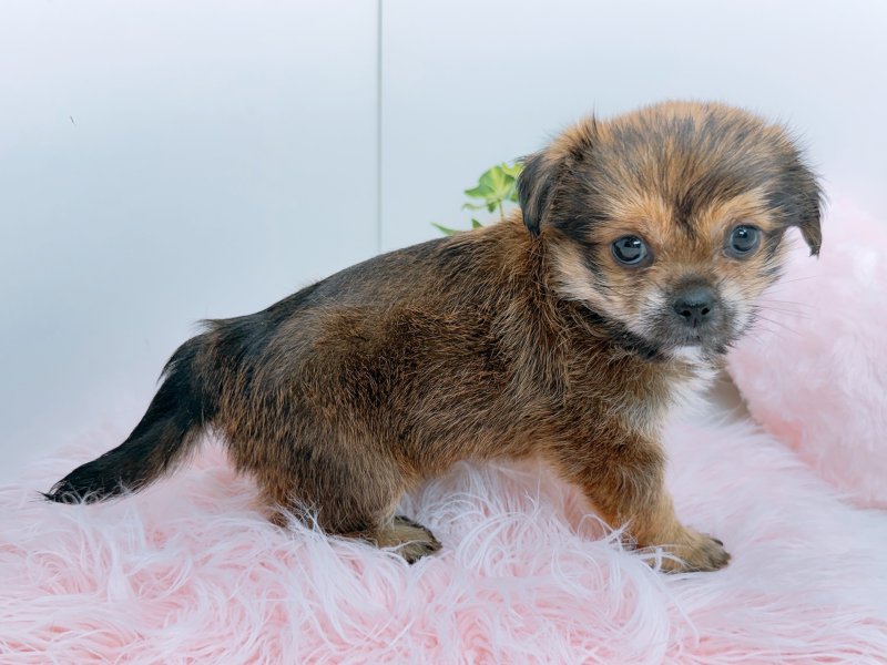 愛知県のハーフ犬・ミックス犬 (ワンラブペッツビレッジ アピタ木曽川店(FC)/2026年4月26日生まれ/女の子/レッド)の子犬の3枚目の画像