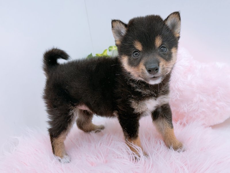 愛知県の豆柴 (ワンラブカインズ小牧店(FC)/2026年5月2日生まれ/男の子/黒)の子犬の3枚目の画像