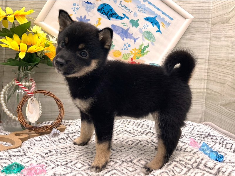京都府の豆柴 (ワンラブカインズ木津川店(FC)/2026年5月19日生まれ/女の子/黒)の子犬の3枚目の画像
