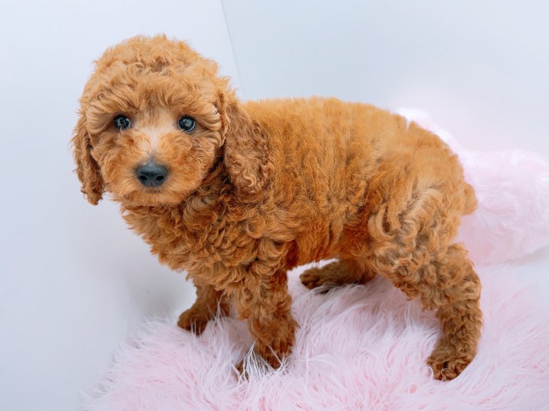 愛知県のミディアムプードル (ワンラブカインズ小牧店(FC)/2026年5月24日生まれ/男の子/レッド)の子犬の3枚目の画像