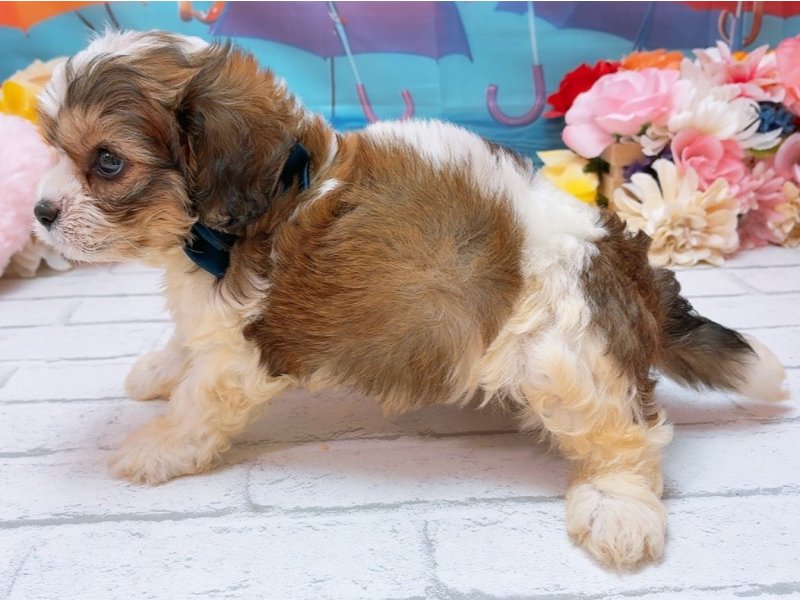 新潟県のハーフ犬・ミックス犬 (ワンラブフレスポ赤道店(FC)/2026年5月23日生まれ/男の子/ブラウンホワイト)の子犬の3枚目の画像