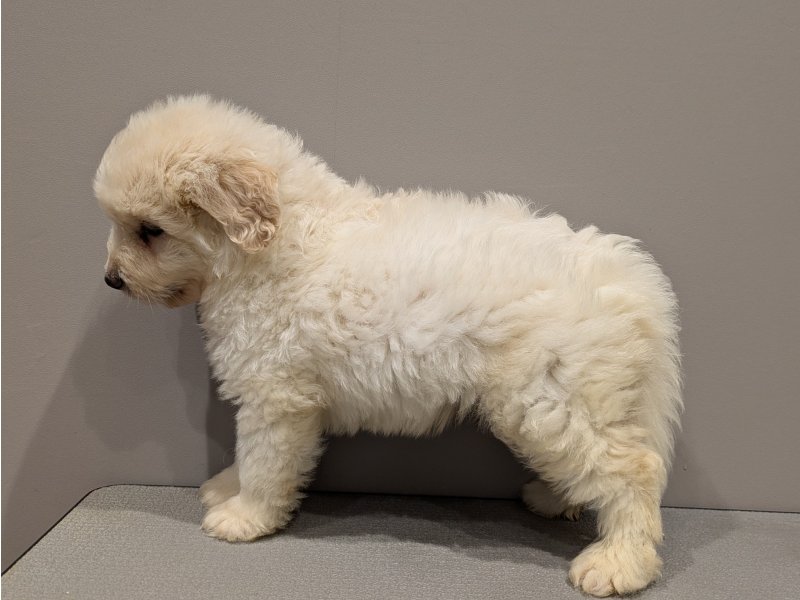 大阪府のハーフ犬・ミックス犬 (ワンラブおっきなもふもふ大阪総本店(FC)/2026年6月9日生まれ/男の子/クリーム)の子犬の3枚目の画像