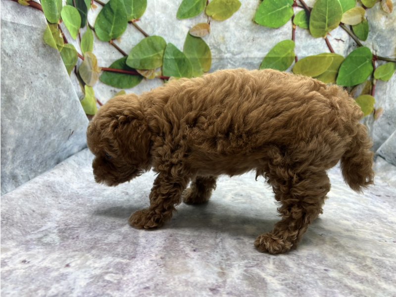 埼玉県のトイプードル(トイ) (ワンラブカインズ北本店(FC)/2026年6月5日生まれ/男の子/レッド)の子犬の3枚目の画像