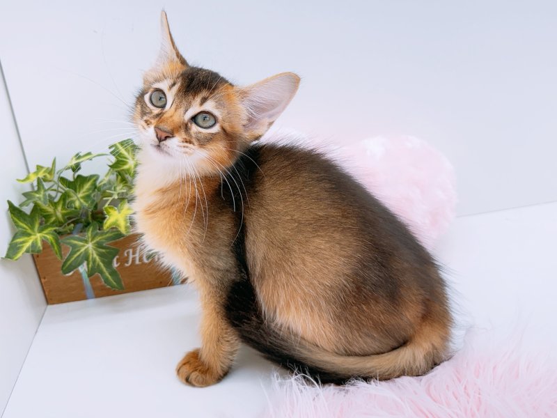 愛知県のソマリ (ワンラブカインズ小牧店(FC)/2026年6月10日生まれ/男の子/ルディ)の子猫の3枚目の画像