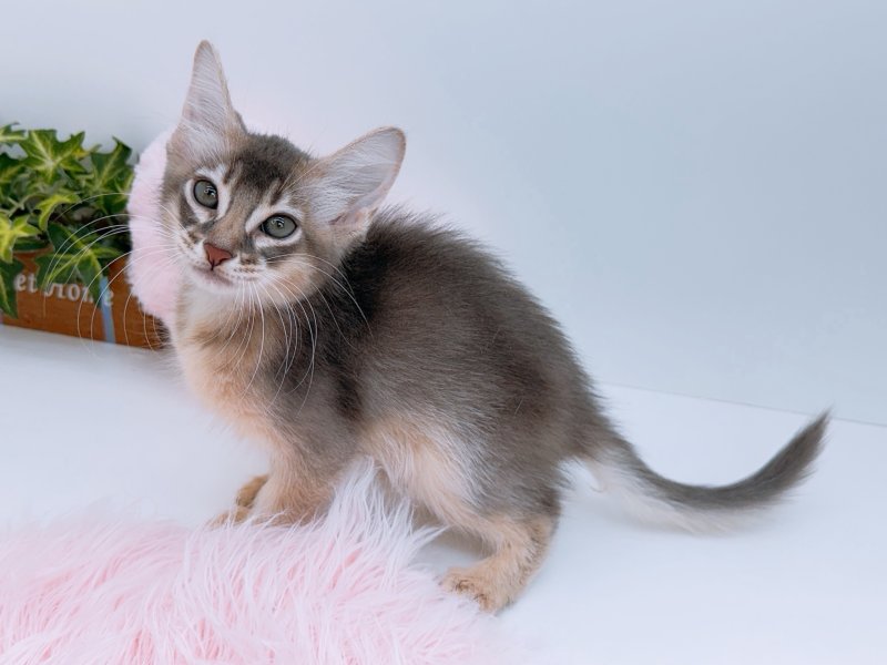 愛知県のソマリ (ワンラブカインズ小牧店(FC)/2026年6月10日生まれ/男の子/ブルー)の子猫の3枚目の画像