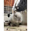 ライオンラビット