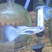 国産グッピー　ブルーグラス