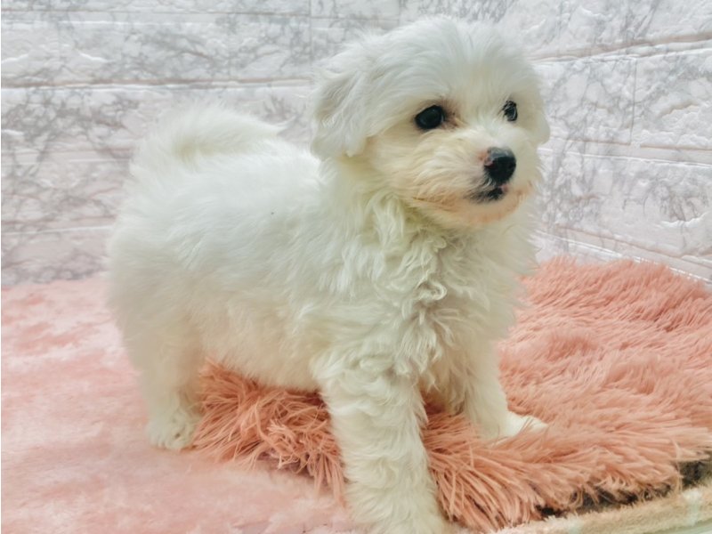 宮崎県のビションフリーゼ (ワンラブホームワイドプラス都城店(FC)/2025年9月7日生まれ/女の子/ホワイト)の子犬の2枚目の画像