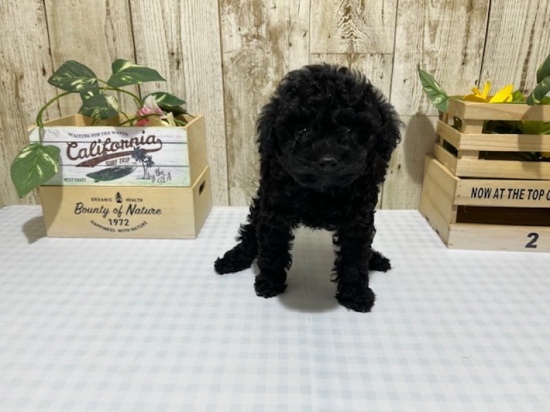 静岡県のトイプードル(トイ) (ワンラブカインズ浜松市野店(FC)/2025年12月12日生まれ/女の子/ブラック)の子犬の2枚目の画像