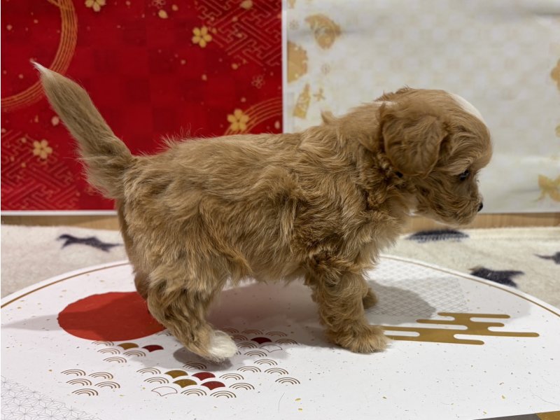 福島県のマルプー(マルチーズ×プードル) (ワンラブカインズ会津若松店(FC)/2025年11月15日生まれ/男の子/アプリコット)の子犬の2枚目の画像