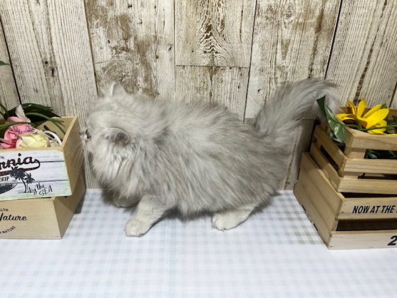 静岡県のペルシャ (ワンラブカインズ浜松市野店(FC)/2025年10月13日生まれ/女の子/チンチラシルバー)の子猫の2枚目の画像