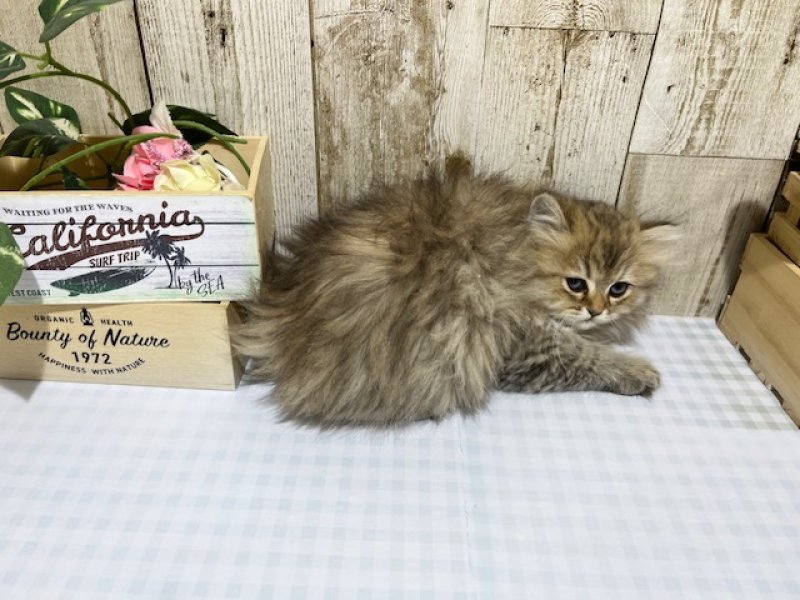 静岡県のペルシャ (ワンラブカインズ浜松市野店(FC)/2025年10月13日生まれ/女の子/チンチラゴールデン)の子猫の2枚目の画像