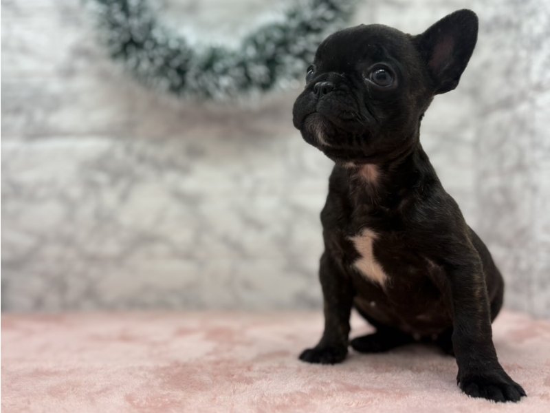 宮崎県のフレンチブルドッグ (ワンラブホームワイドプラス都城店(FC)/2025年9月26日生まれ/女の子/ブリンドルホワイト)の子犬の2枚目の画像