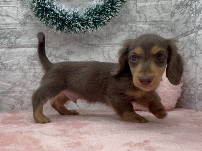 宮崎県のミニチュアダックスフンド(ロング) (ワンラブホームワイドプラス都城店(FC)/2025年10月10日生まれ/男の子/チョコレートタン)の子犬の2枚目の画像