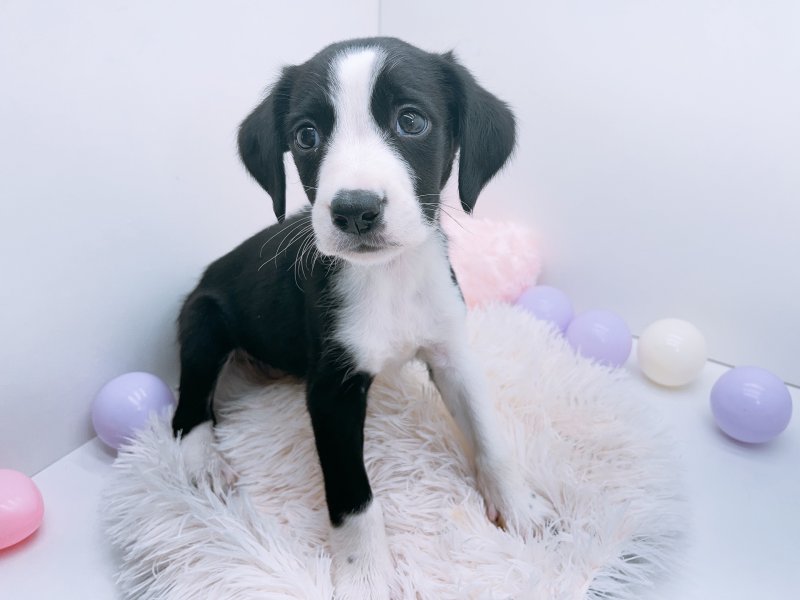 愛知県のハーフ犬・ミックス犬 (ワンラブペッツビレッジ アピタ木曽川店(FC)/2025年4月12日生まれ/男の子/ブラックホワイト)の子犬の2枚目の画像