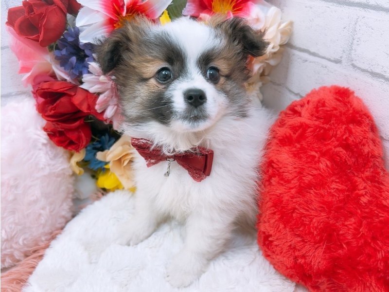 岐阜県のハーフ犬・ミックス犬 (ワンラブホームセンターバロー北方店(FC)/2025年3月27日生まれ/男の子/パーティーカラー)の子犬の2枚目の画像