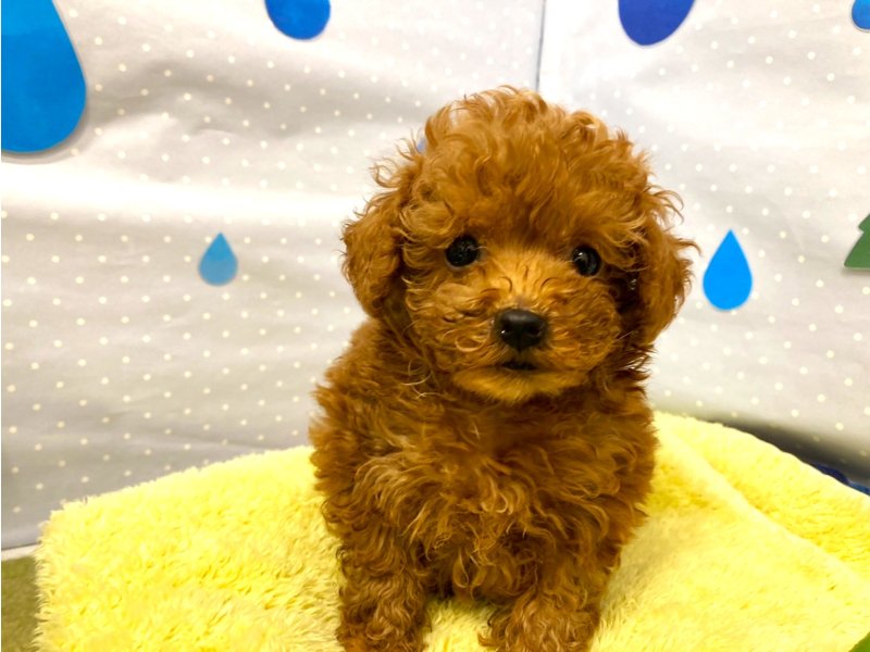 埼玉県のトイプードル(トイ) (ワンラブカインズ羽生店(FC)/2025年4月13日生まれ/女の子/レッド)の子犬の2枚目の画像