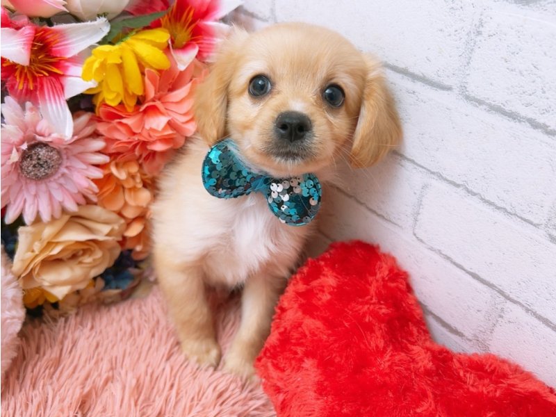 沖縄県のハーフ犬・ミックス犬 (ワンラブMEGAドン・キホーテ宜野湾店(FC)/2025年4月28日生まれ/男の子/クリーム)の子犬の2枚目の画像