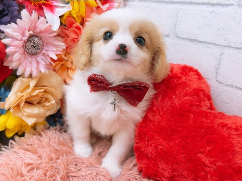愛知県のハーフ犬・ミックス犬 (ワンラブカインズ豊田四郷店(FC)/2025年4月28日生まれ/女の子/フォーンホワイト)の子犬の2枚目の画像