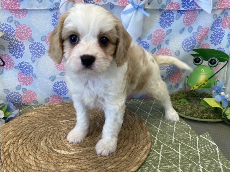 福岡県のハーフ犬・ミックス犬 (ワンラブペットワイド若松店(FC)/2025年4月26日生まれ/男の子/ブレンハイム)の子犬の2枚目の画像