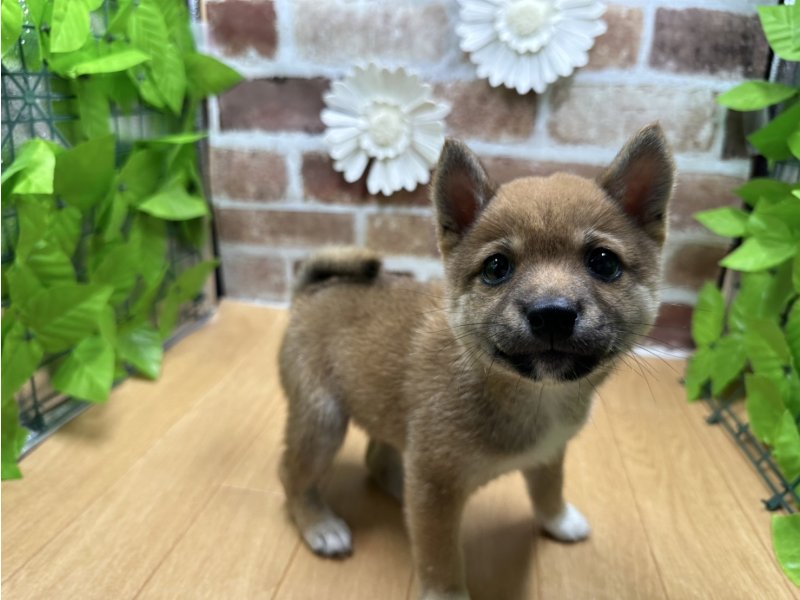 福島県の豆柴 (ワンラブカインズ白河モール店(FC)/2025年4月29日生まれ/男の子/赤)の子犬の2枚目の画像