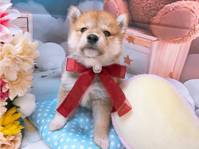 沖縄県の柴犬(標準サイズ) (ワンラブカインズあがり浜店(FC)/2025年5月1日生まれ/男の子/赤)の子犬の2枚目の画像