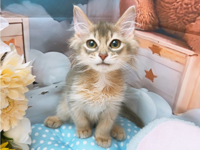 愛知県のソマリ (ワンラブカインズ豊田四郷店(FC)/2025年5月10日生まれ/男の子/ブルー)の子猫の2枚目の画像