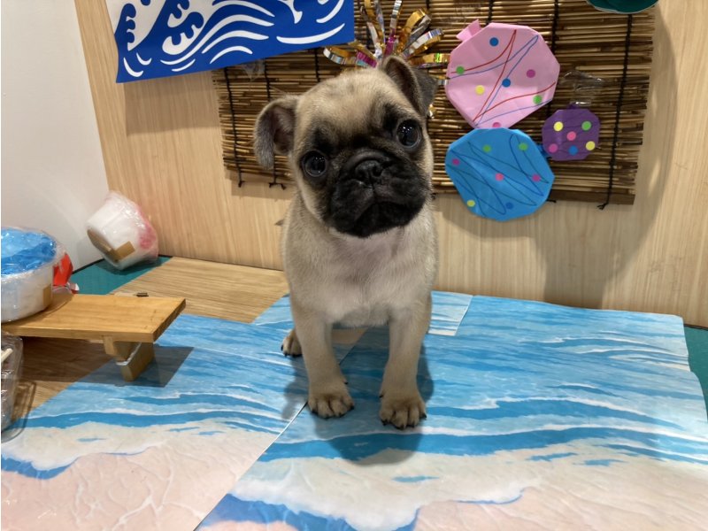福島県のパグ (ワンラブカインズ会津若松店(FC)/2025年5月9日生まれ/男の子/フォーン)の子犬の2枚目の画像