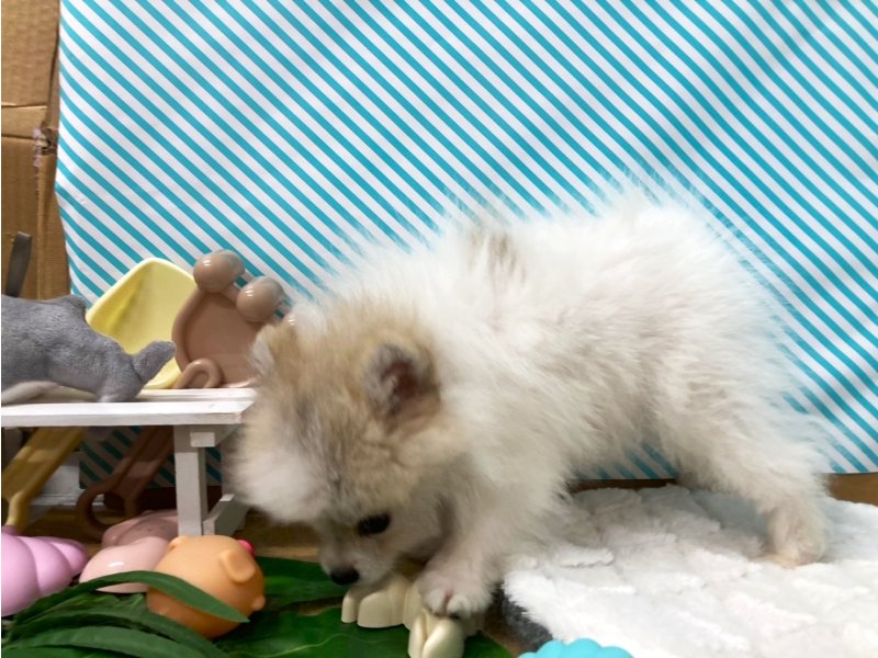 埼玉県のポメラニアン (ワンラブカインズ羽生店(FC)/2025年4月22日生まれ/男の子/ホワイトレッド)の子犬の2枚目の画像