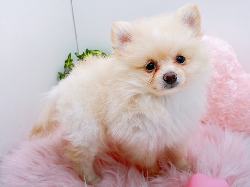 愛知県のポメラニアン (ワンラブカインズ小牧店(FC)/2025年5月22日生まれ/男の子/クリーム)の子犬の2枚目の画像