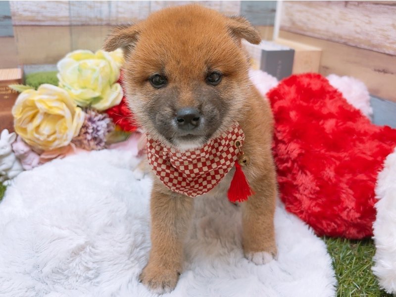 滋賀県の柴犬(標準サイズ) (ワンラブコ メ リパワー ペットアミ水口店(FC)/2025年5月24日生まれ/男の子/赤)の子犬の2枚目の画像