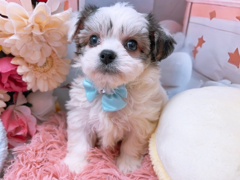 岐阜県のハーフ犬・ミックス犬 (ワンラブホームセンターバロー北方店(FC)/2025年6月1日生まれ/男の子/パーティーカラー)の子犬の2枚目の画像