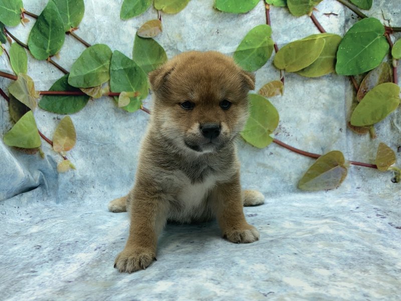 埼玉県の豆柴 (ワンラブカインズ北本店(FC)/2025年6月5日生まれ/男の子/赤)の子犬の2枚目の画像