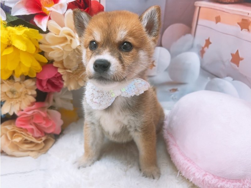 愛知県の豆柴 (ワンラブカインズ豊田四郷店(FC)/2025年5月31日生まれ/男の子/赤)の子犬の2枚目の画像
