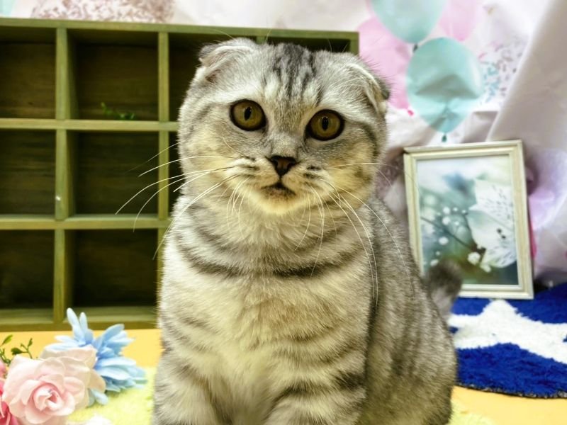 静岡県のスコティッシュフォールド (ワンラブカインズ富士宮小泉店(FC)/2025年4月25日生まれ/女の子/シルバータビー)の子猫の2枚目の画像