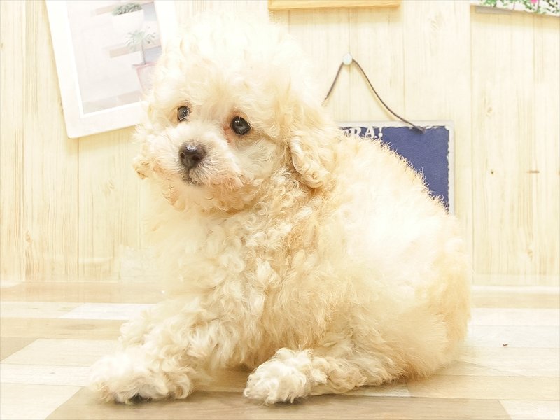 愛知県のトイプードル(トイ) (ワンラブ名古屋守山インター総本店/2025年6月16日生まれ/男の子/アプリコット)の子犬の2枚目の画像