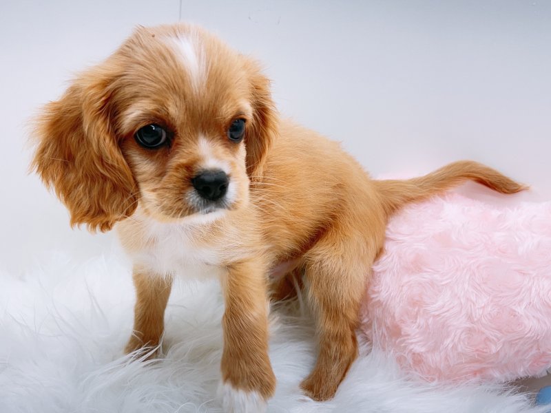 愛知県のハーフ犬・ミックス犬 (ワンラブカインズ小牧店(FC)/2025年6月15日生まれ/男の子/バフ)の子犬の2枚目の画像