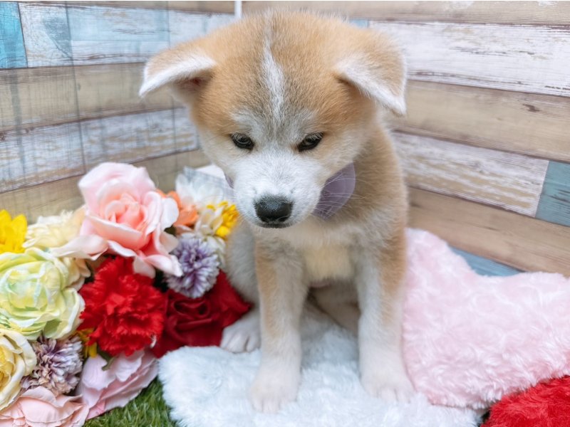 滋賀県の秋田犬 (ワンラブコ メ リパワー ペットアミ水口店(FC)/2025年6月14日生まれ/女の子/赤)の子犬の2枚目の画像