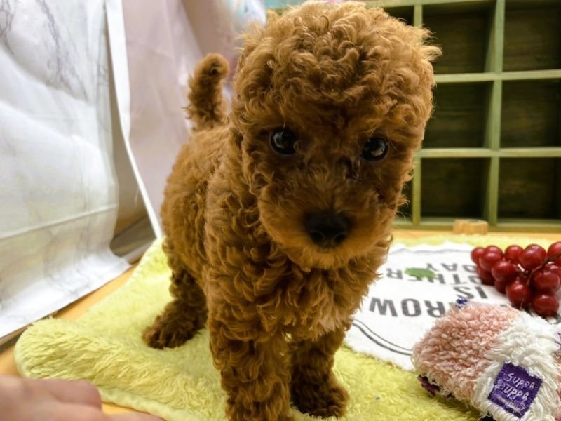 静岡県のトイプードル(トイ) (ワンラブカインズ富士宮小泉店(FC)/2025年6月14日生まれ/男の子/レッド)の子犬の2枚目の画像
