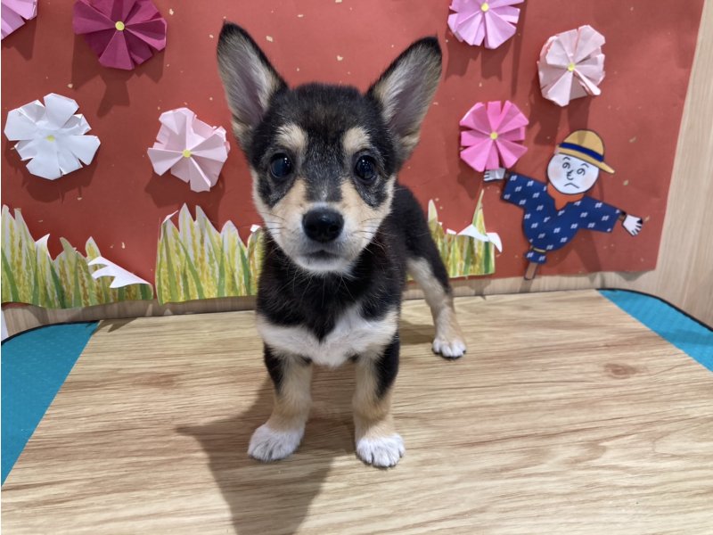 福島県のハーフ犬・ミックス犬 (ワンラブカインズ会津若松店(FC)/2025年6月18日生まれ/女の子/黒)の子犬の2枚目の画像