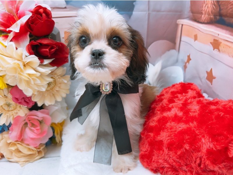 沖縄県のハーフ犬・ミックス犬 (ワンラブカインズあがり浜店(FC)/2025年6月16日生まれ/女の子/ホワイトゴールド)の子犬の2枚目の画像