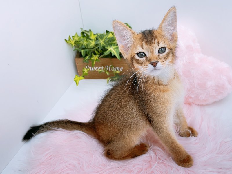 愛知県のソマリ (ワンラブカインズ小牧店(FC)/2025年6月25日生まれ/男の子/ルディ)の子猫の2枚目の画像