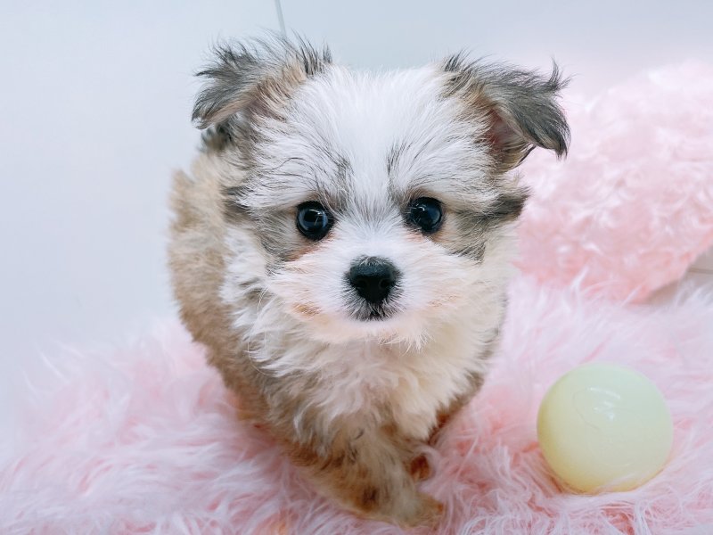 愛知県のハーフ犬・ミックス犬 (ワンラブペッツビレッジ アピタ木曽川店(FC)/2025年6月29日生まれ/女の子/フォーン)の子犬の2枚目の画像