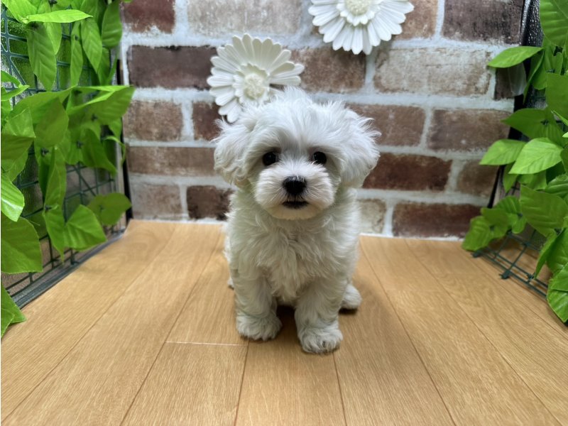 福島県のハーフ犬・ミックス犬 (ワンラブカインズ白河モール店(FC)/2025年6月29日生まれ/女の子/ホワイト)の子犬の2枚目の画像
