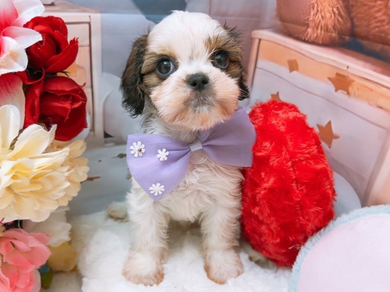新潟県のハーフ犬・ミックス犬 (ワンラブフレスポ赤道店(FC)/2025年6月27日生まれ/女の子/ホワイトゴールド)の子犬の2枚目の画像